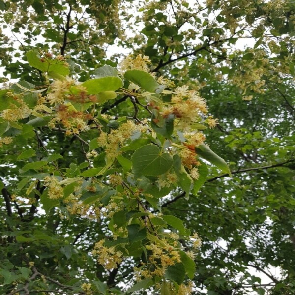 우리들농원,우리들농원 천연야생화꿀2.4kg100%자연꿀 산지직송