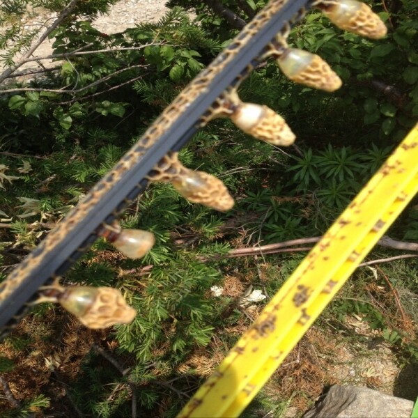 우리들농원,우리들농원 천연야생화꿀2.4kg100%자연꿀 산지직송