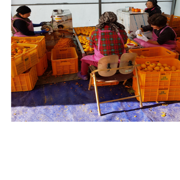 우리들농원,[우리들농원]신사임당곶감1호 (총중량2.3kg 개당 55g이상 30개,말랑한 건시곶감)