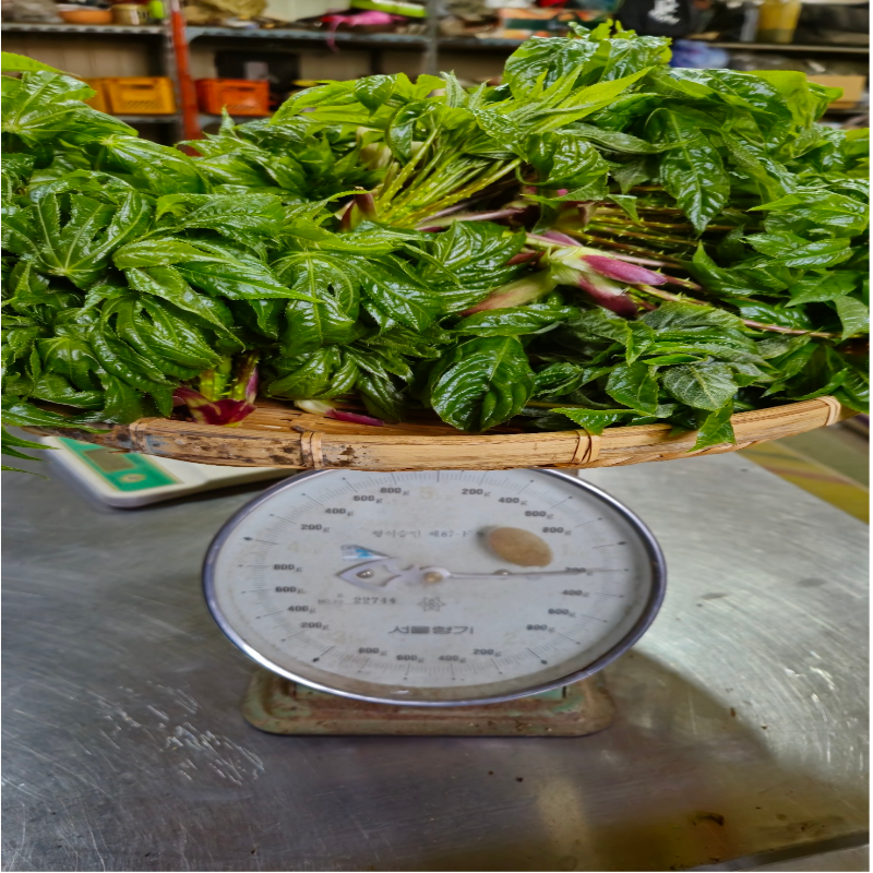 우리들농원,예약출하 강원도 산두릅 강릉 개두릅 엄나무순 1kg 산지직송 향나물 두릅 산나물 제철 봄나물 택배